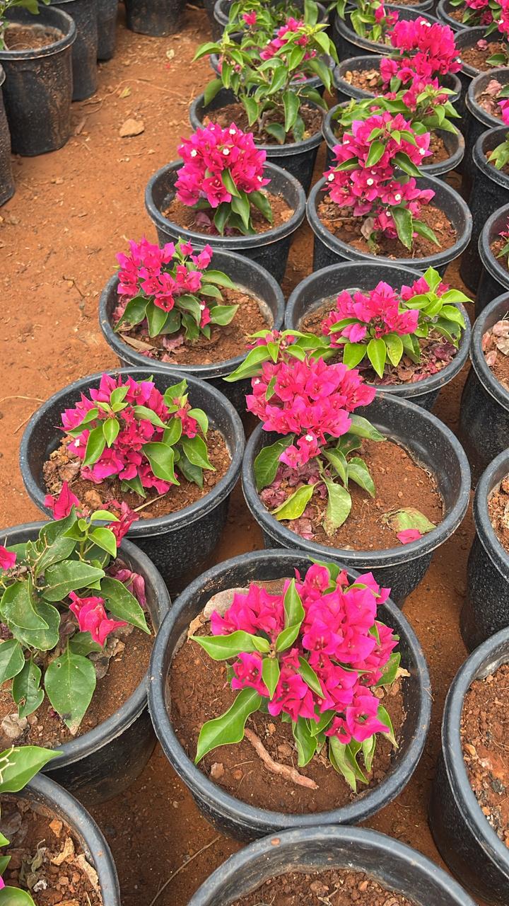 Bougainvillea Pink Beauty Hybrid