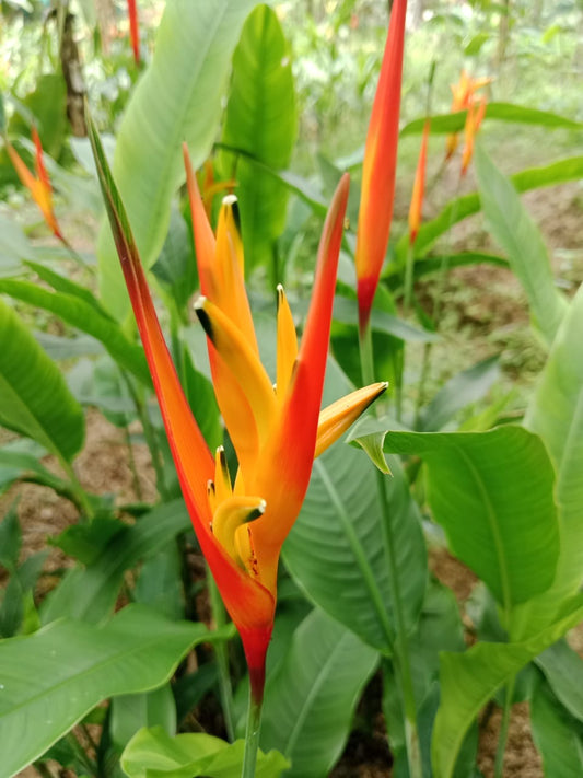 Heliconia Fire Flash