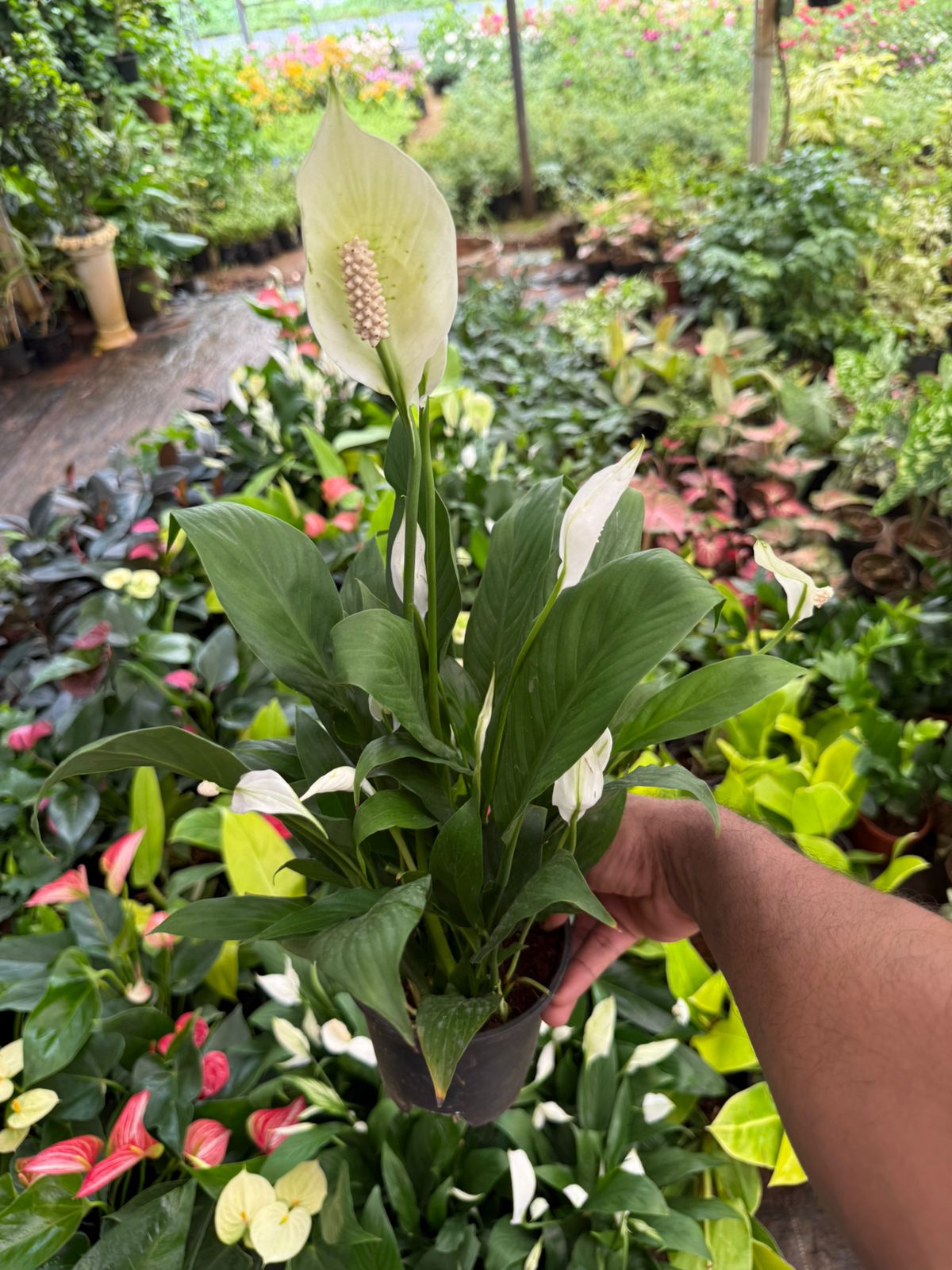 Peacelilly Bushy Plant with flowers