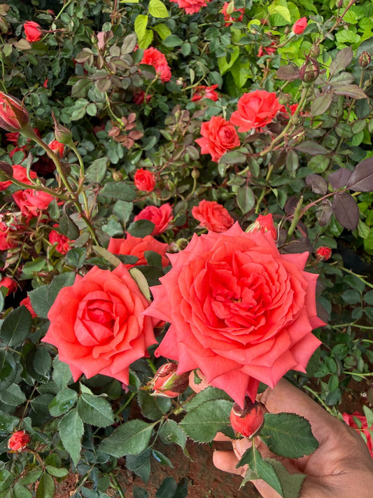 Chilli Orange Rose