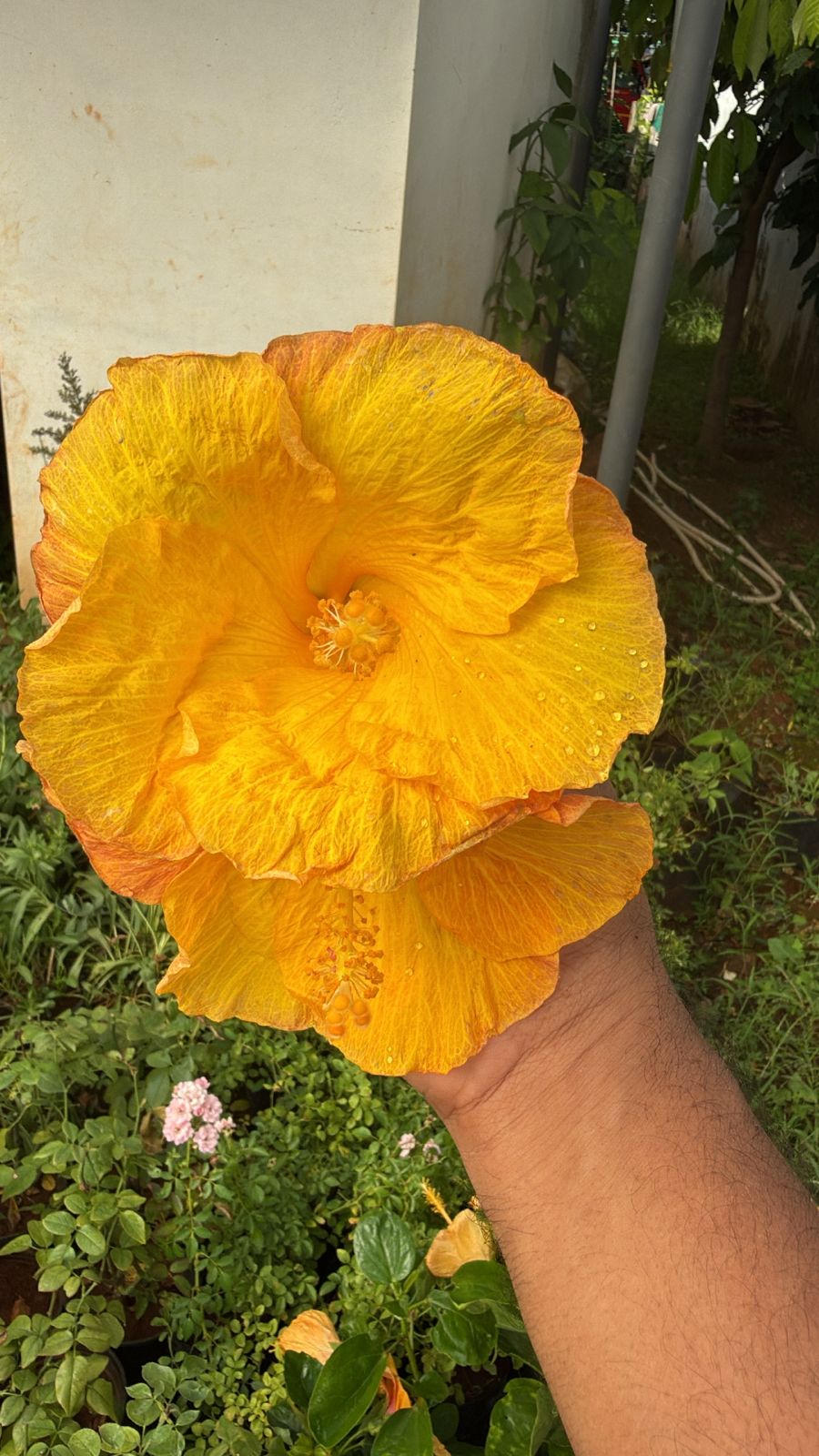 Hibiscus Royal Gold Hybrid
