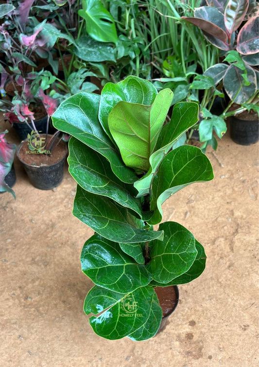 Fiddle Leaf Dwarf(Big Size)