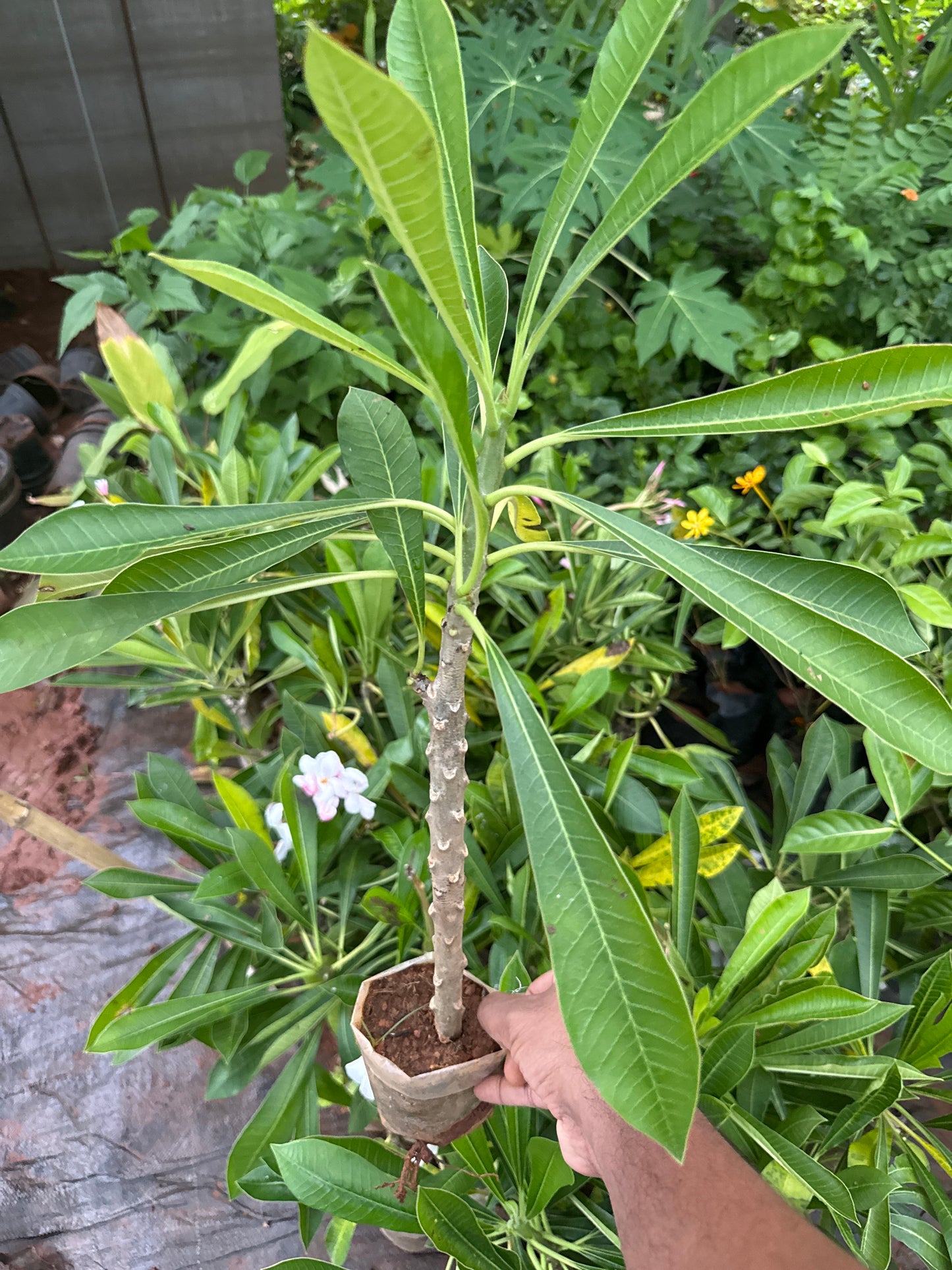 Plumeria pinkish white(Narrow Leaf)