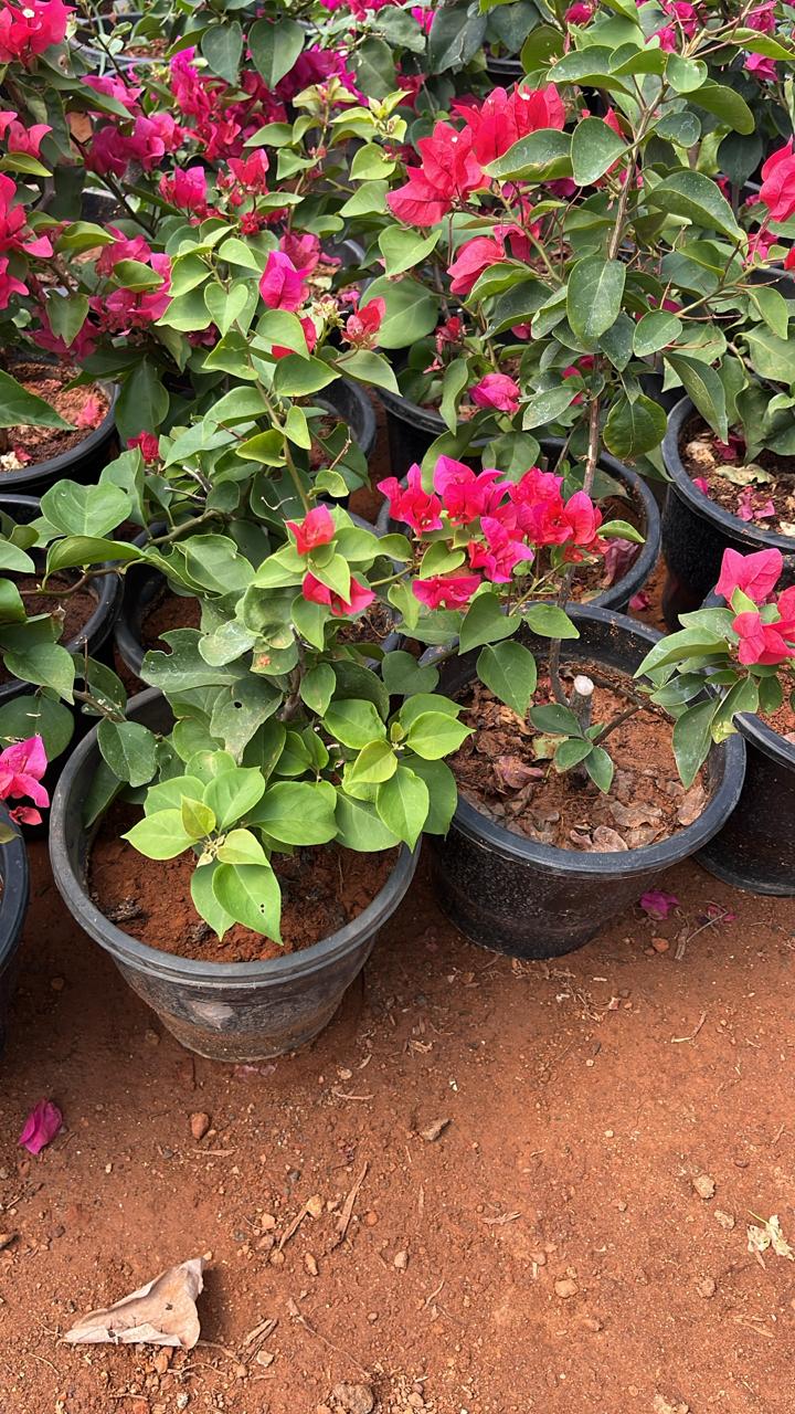 Bougainvillea Pinkish Red