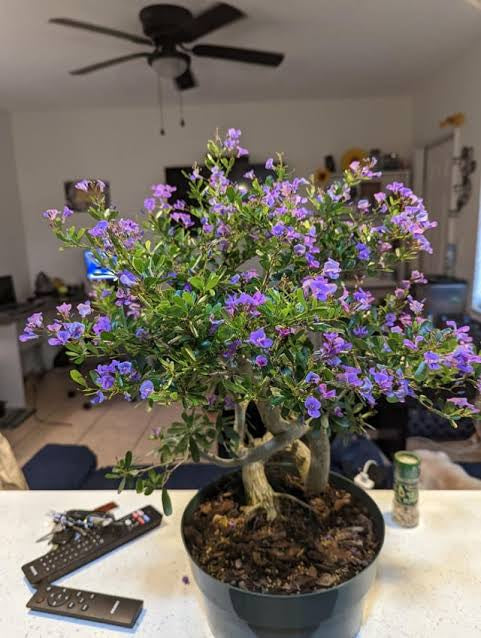 Desmodium Blue Braya