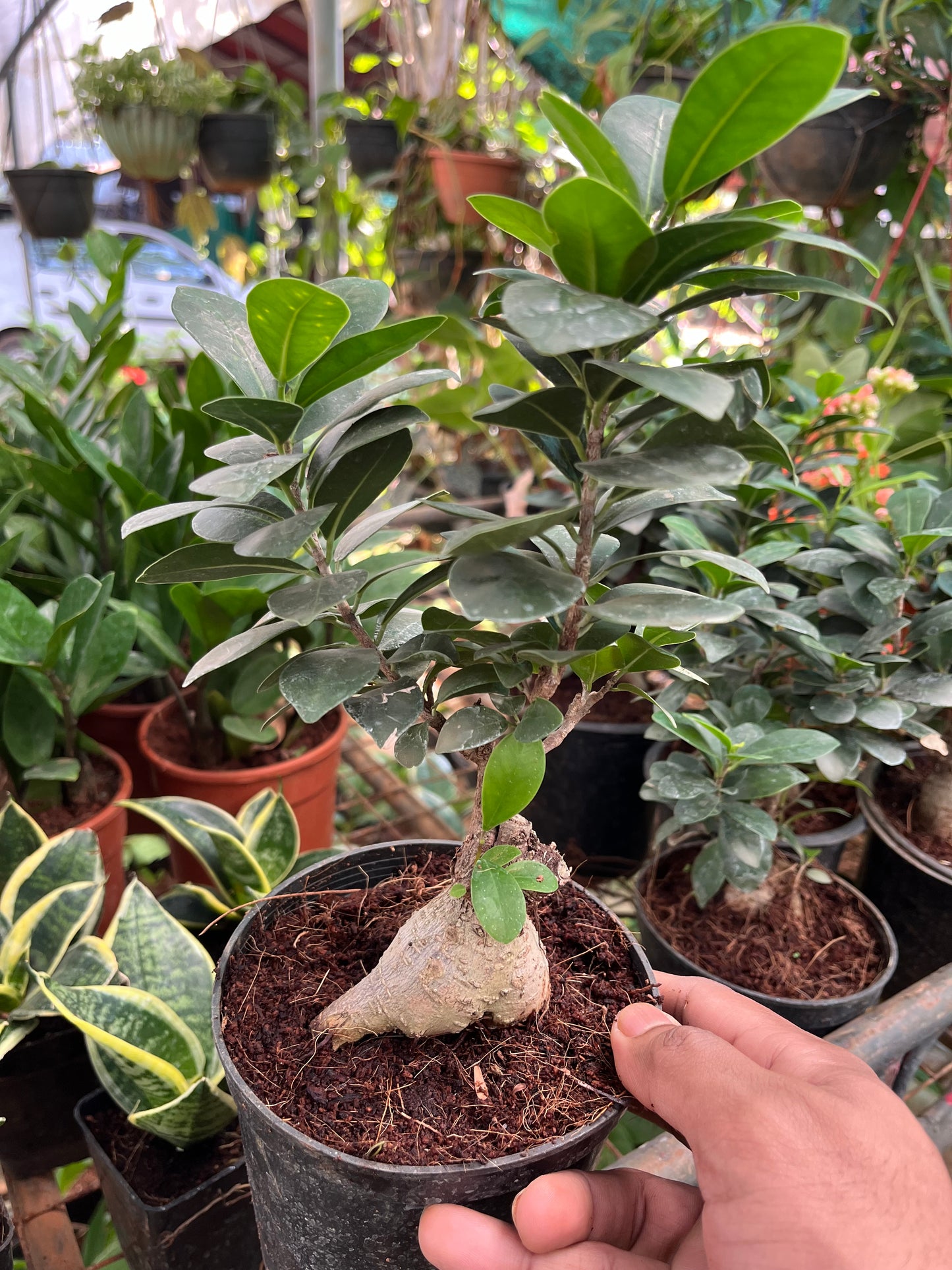 Ficus Bonsai