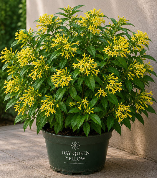 Day Queen Jasmine