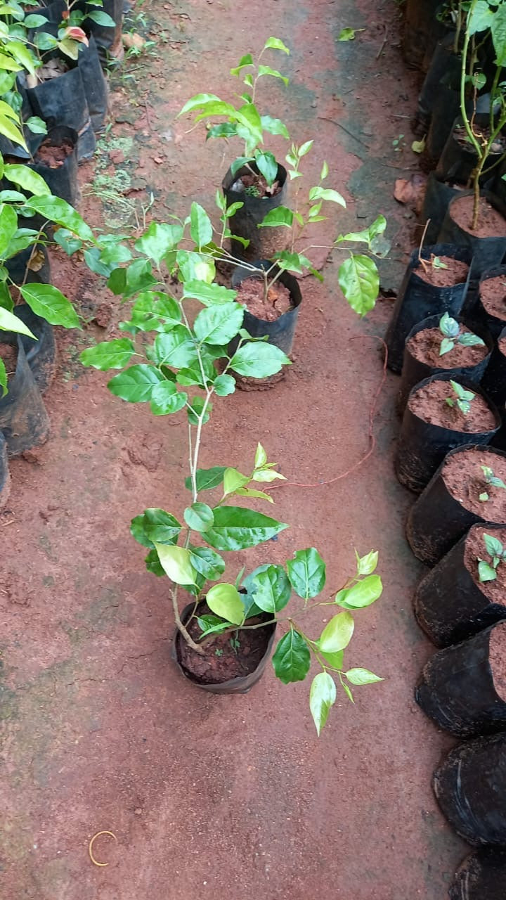 Sweet Loobi/Scramberry(Layered Plant)