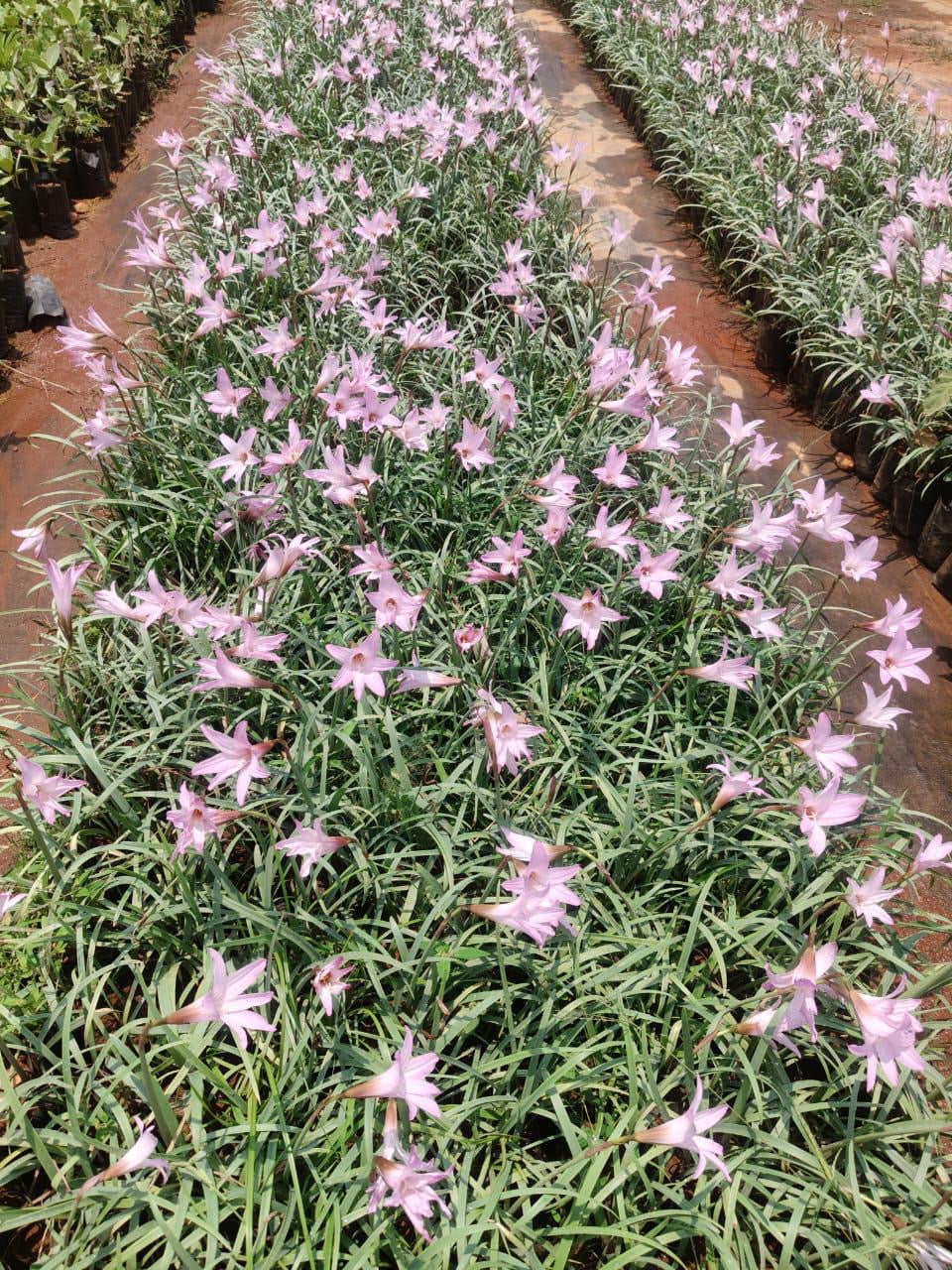 Rainlilly Pink Big Flower New Variety