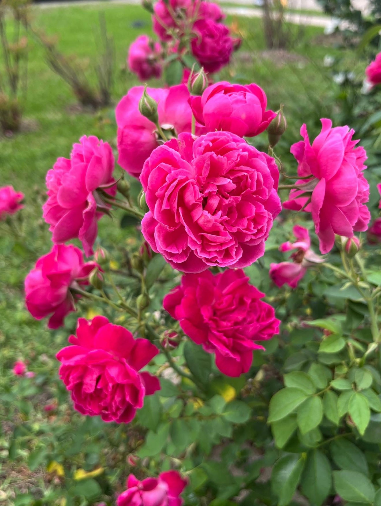 Panineer/Damascus Rose(Own Rooted-Nadan)Scented