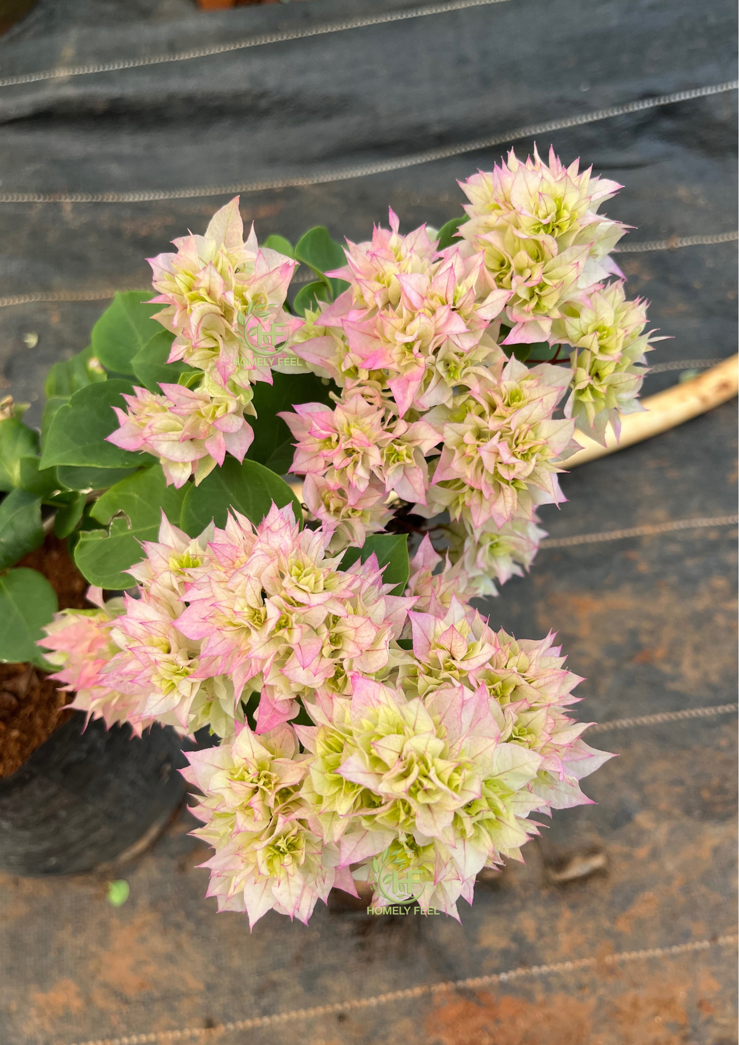 Bougainvillea Mahara Light Pink