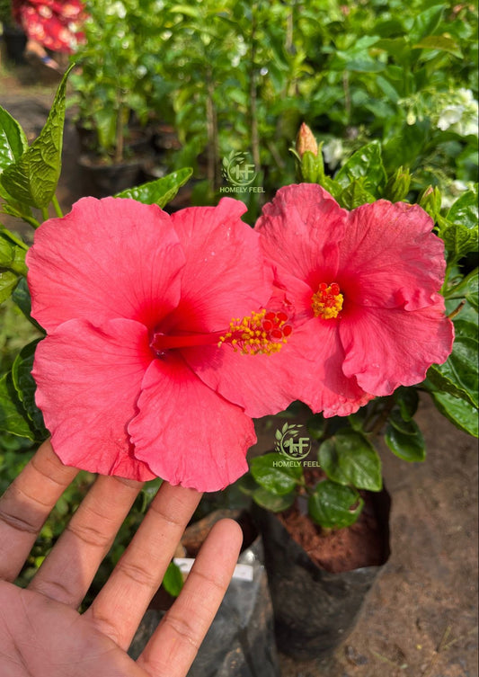 Hibiscus Dark Pink-code 7