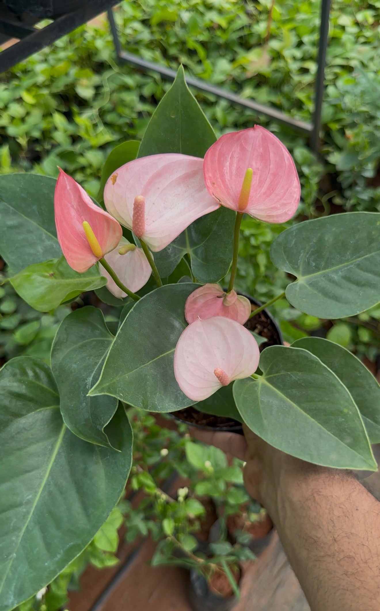 Anthurium Pink