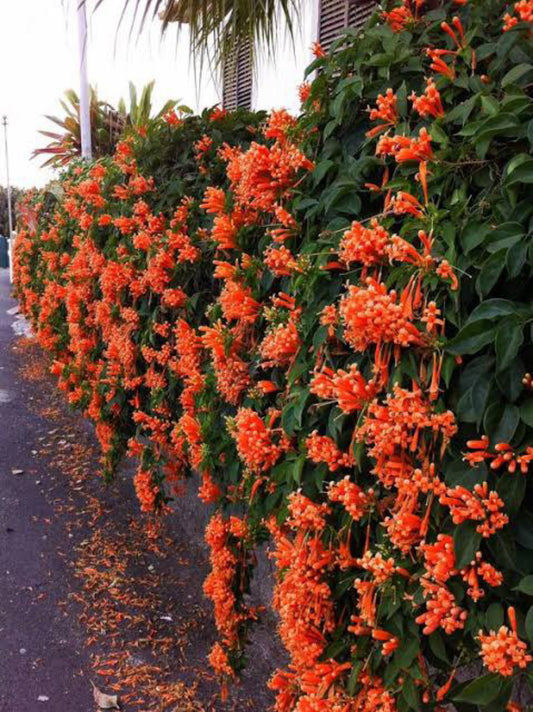 Orange Trumpet Vine