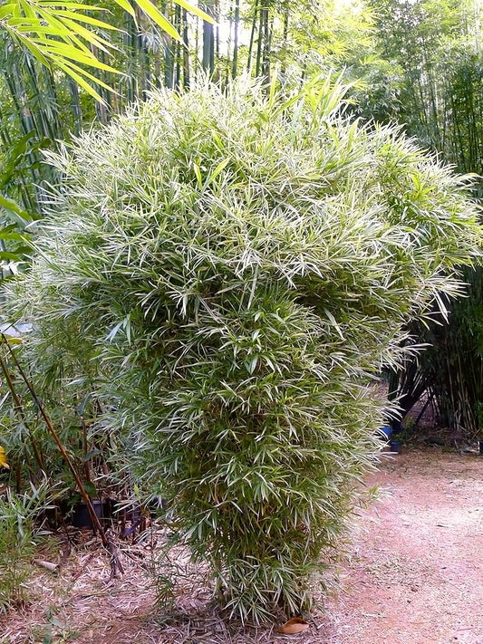 Variegated Bamboo