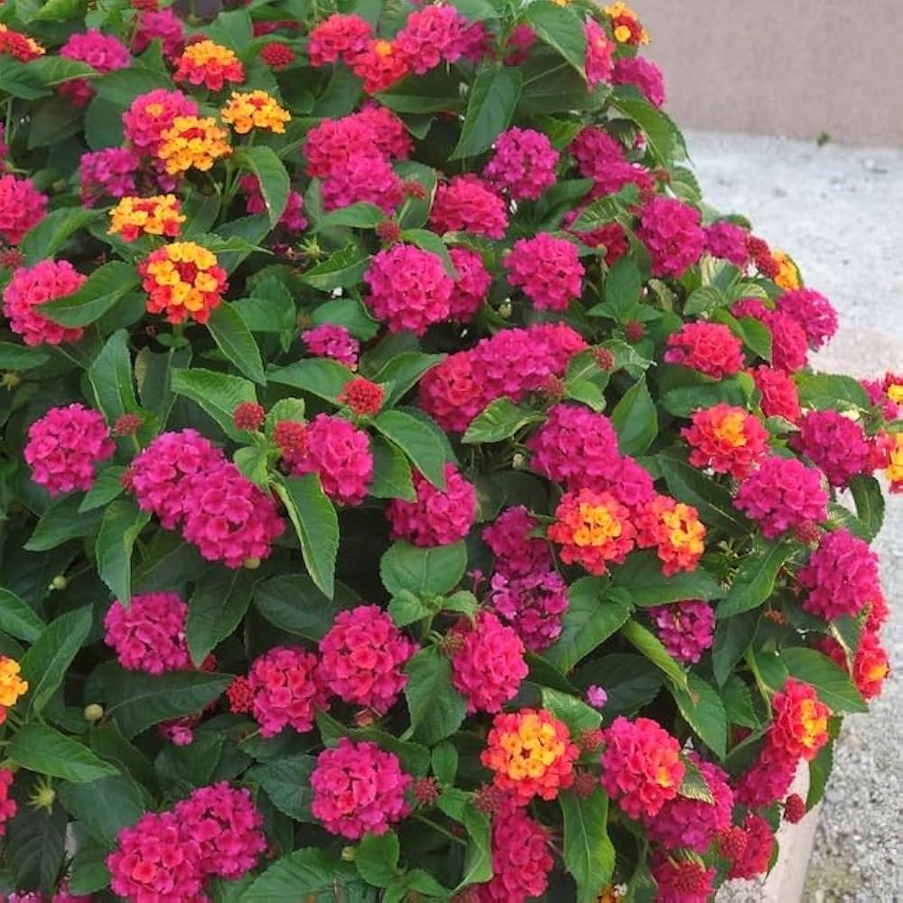 Lantana Multi Colour