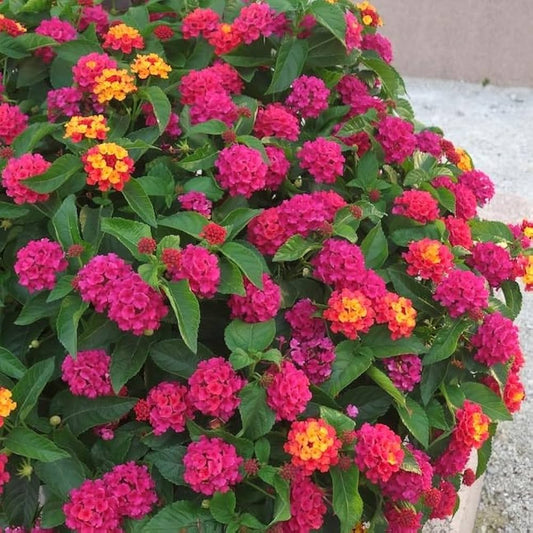 Lantana Multi Colour