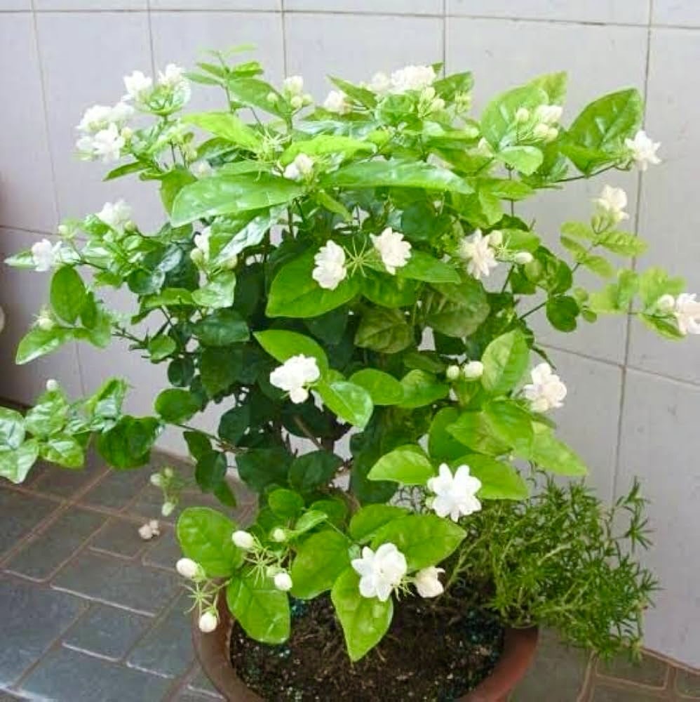 Double Layer Jasmine(Scented)