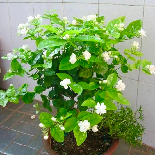 Double Layer Jasmine(Scented)
