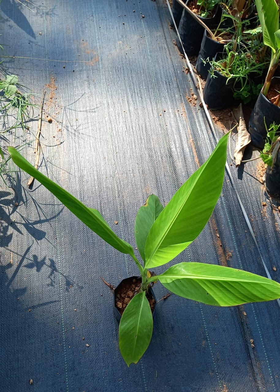 Musa velutina