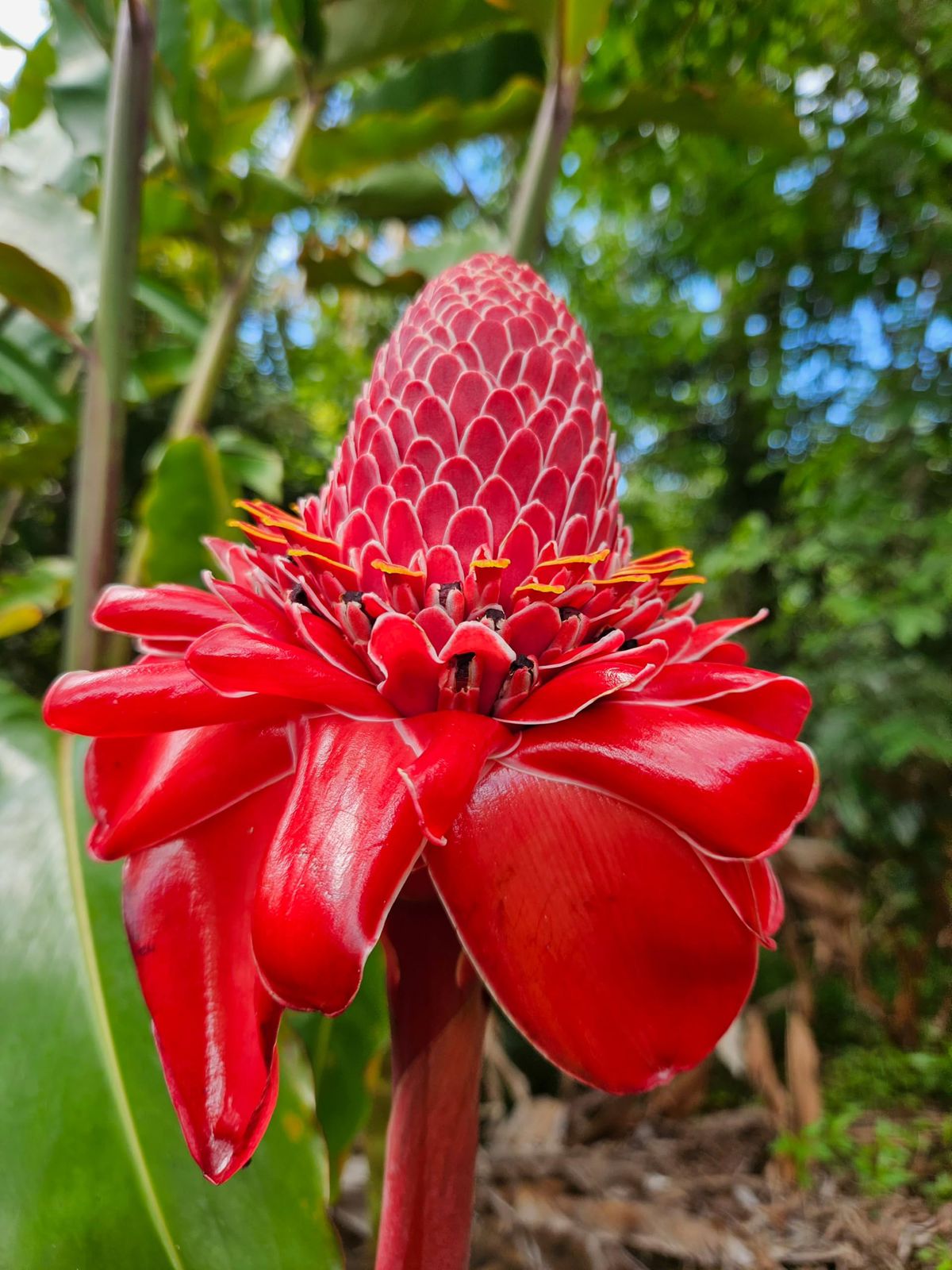 Torch Ginger Red