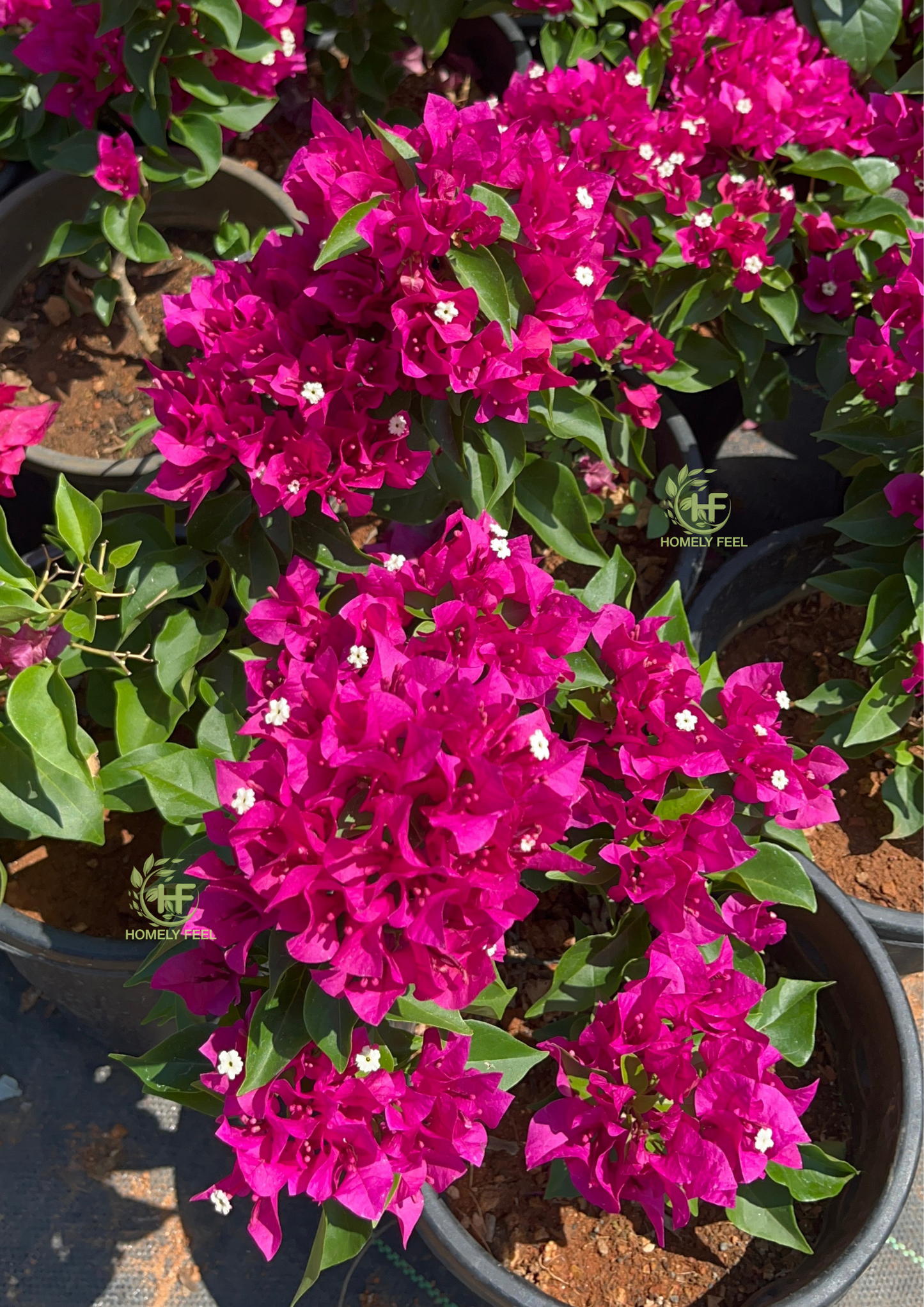 Bougainvillea Pink Beauty Hybrid