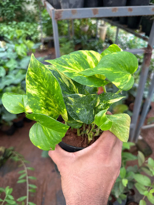 Golden Pothos Bushy