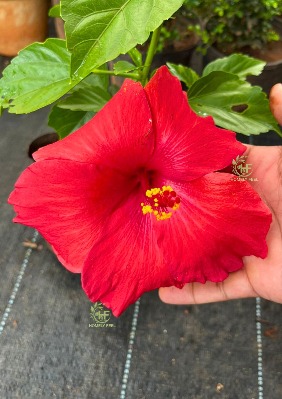 Hibiscus Reddish Orange Hybrid