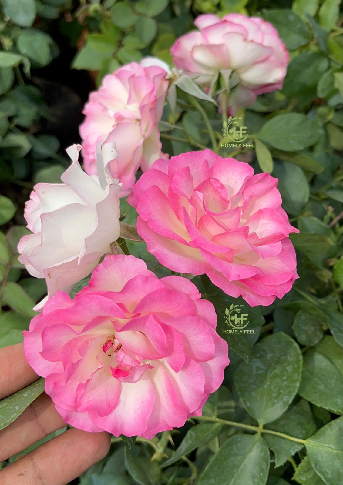 Strawberry Ice Rose