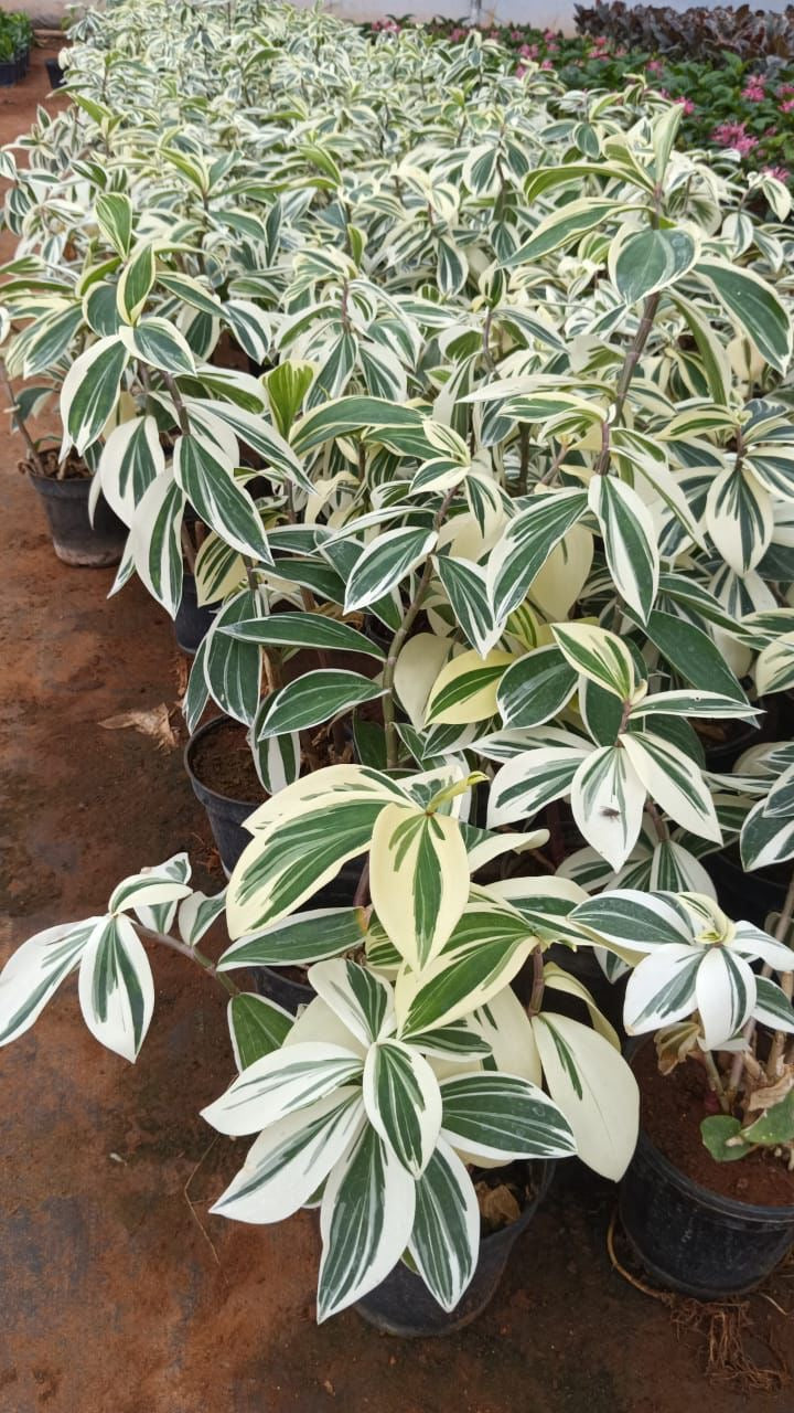 Costus Arabicus(Spiral Ginger) Variegated