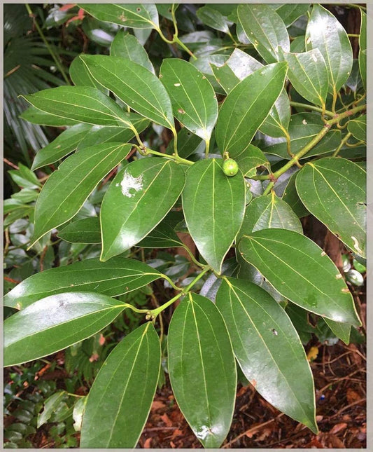 Vayana(Indian Bay Leaf)