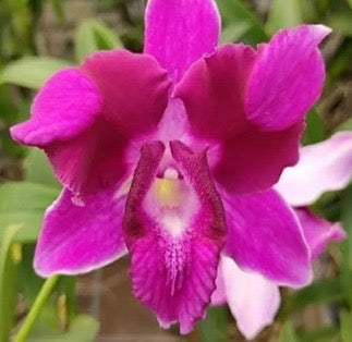 Dendrobium Orchid(King Dragon Red) Mature plant