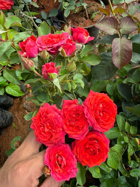 Mirabel Red Rose