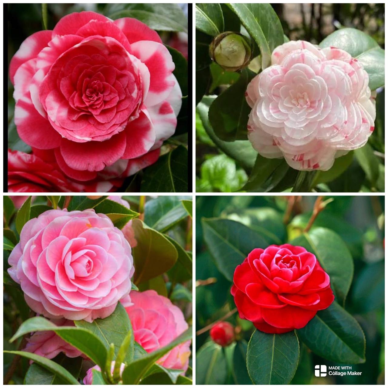 Camellia Single Plant (Any colour)