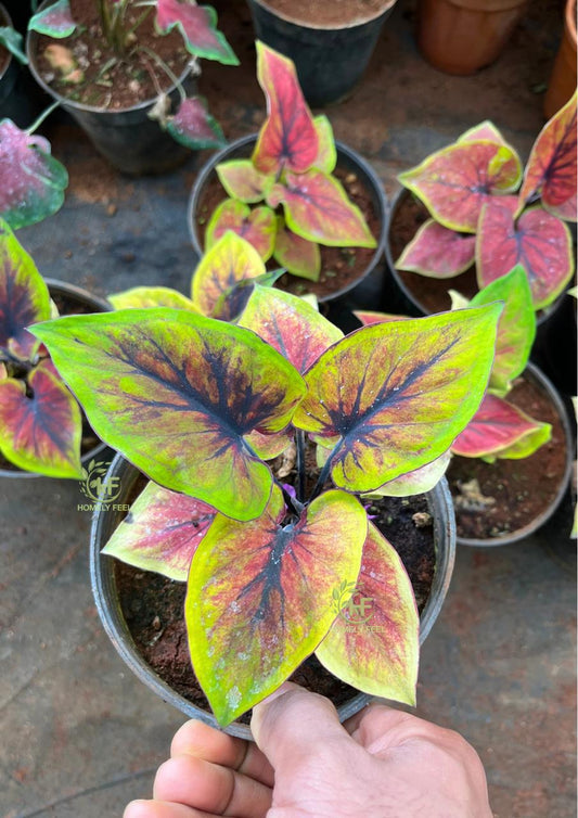 Caladium C03