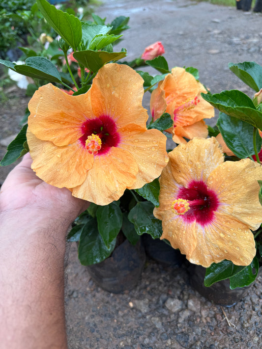 Hibiscus Hybrid Code 03
