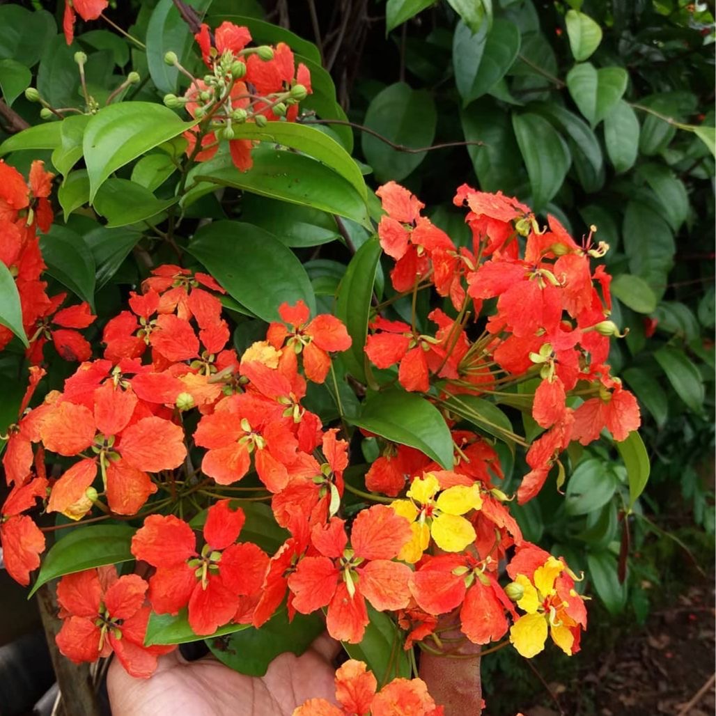 Bauhinea Coccinea