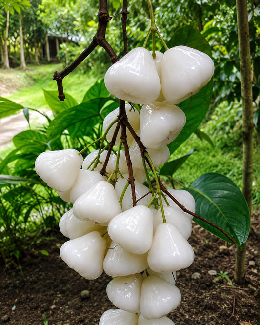 Water Apple White(Layered Plant)