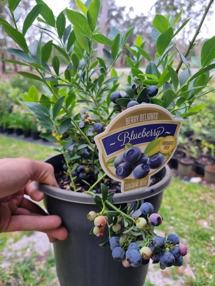 Blueberry Hybrid Variety