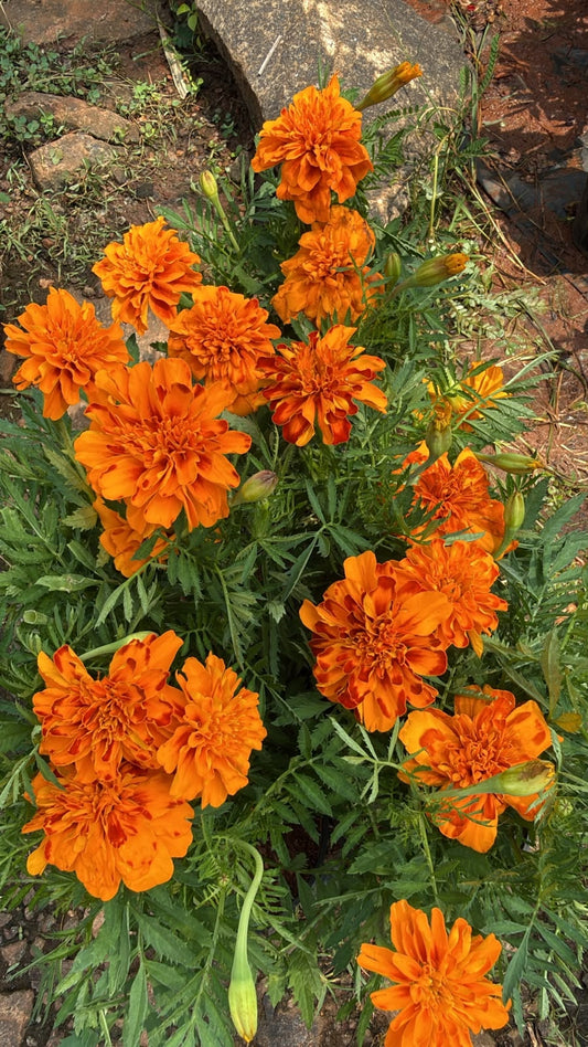 Marigold M03