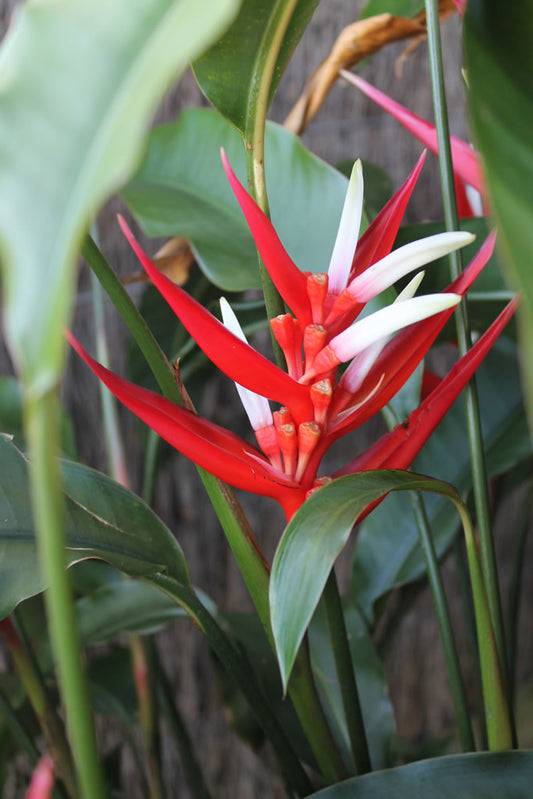 Heliconia Red Christmas