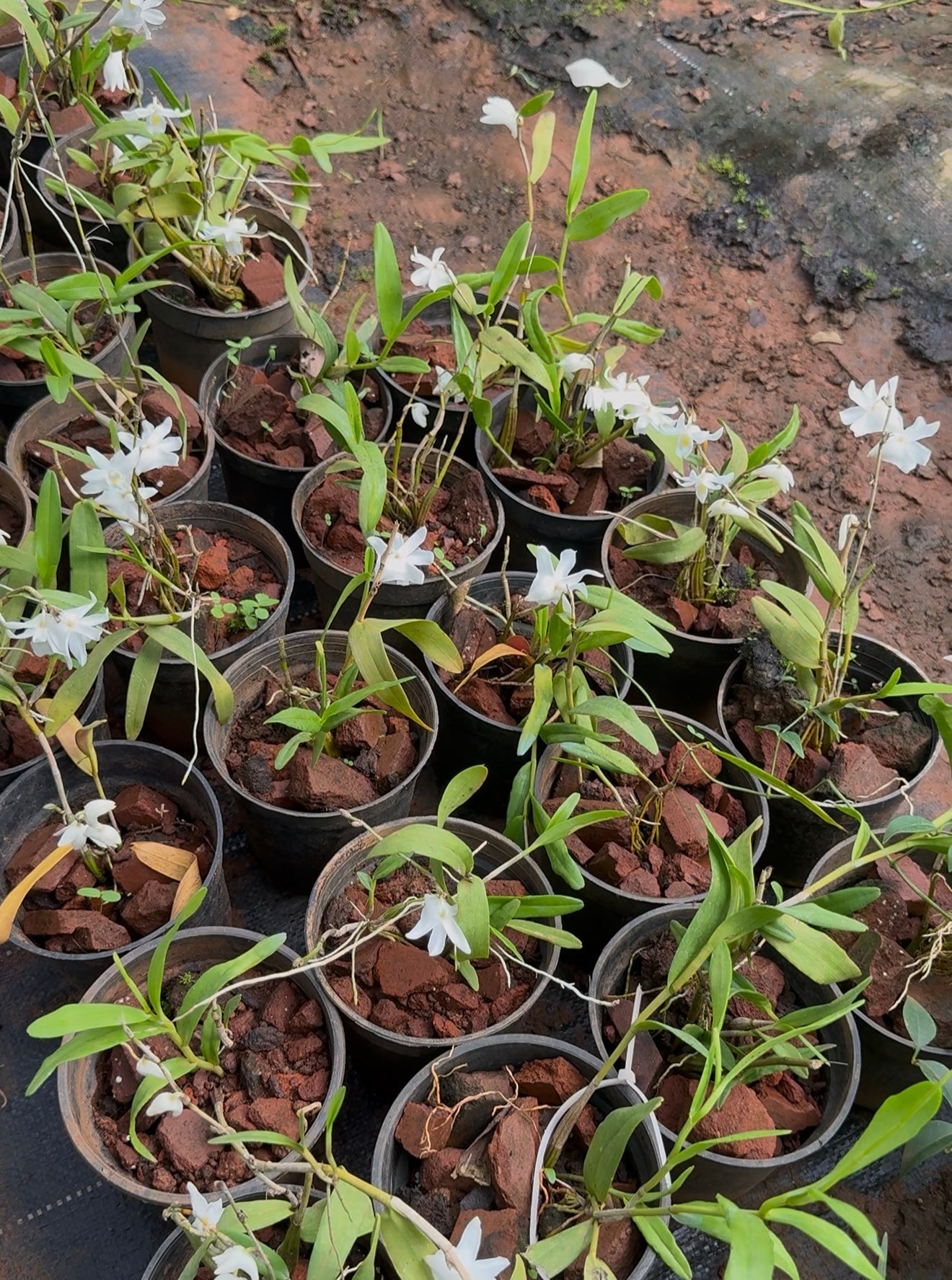 Dendrobium Crumenatum(Pigeon Orchid)Scented Orchid