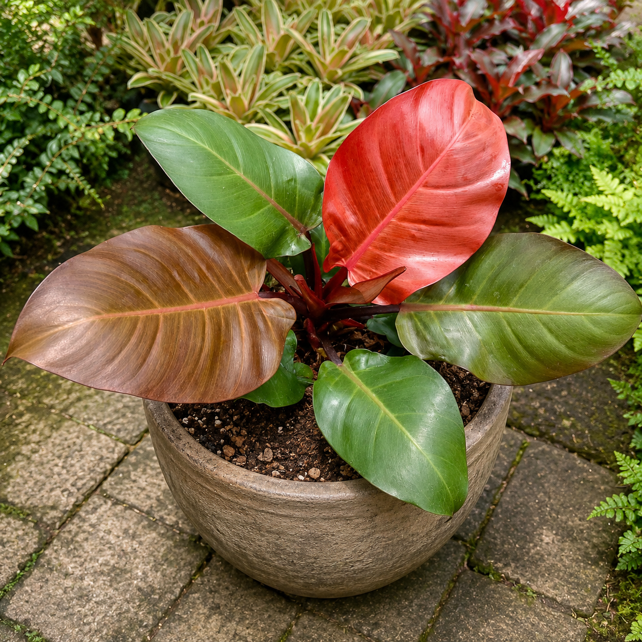 Philodendron Red cardinal