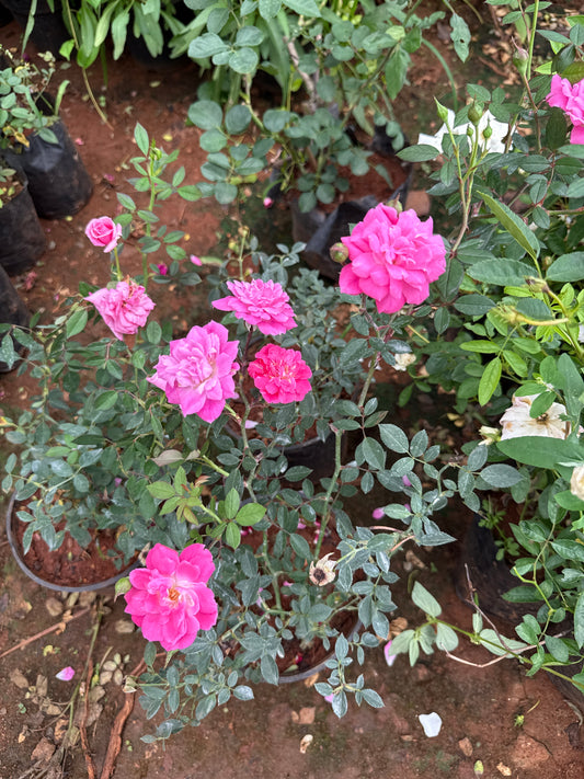 Creeper Rose baby pink HF2 (Own Rooted)