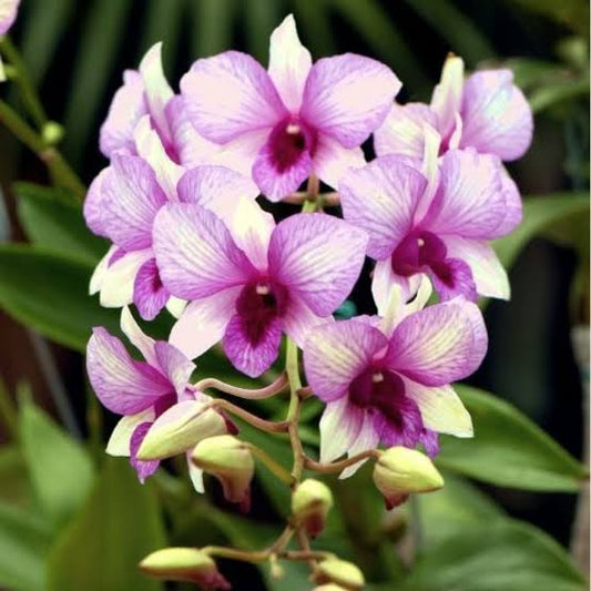 Dendrobium Orchid(Apichart Rainbow x Bigibbum Compactum) Mature Plant