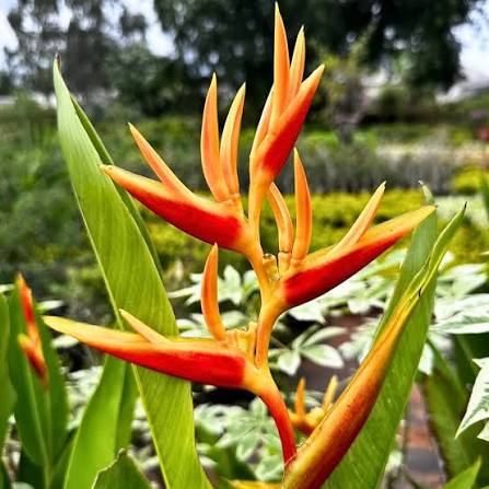 Water Heliconia