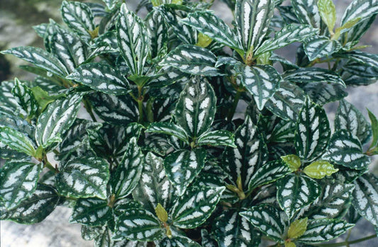 Pilea Cadierei (2 plants combo)