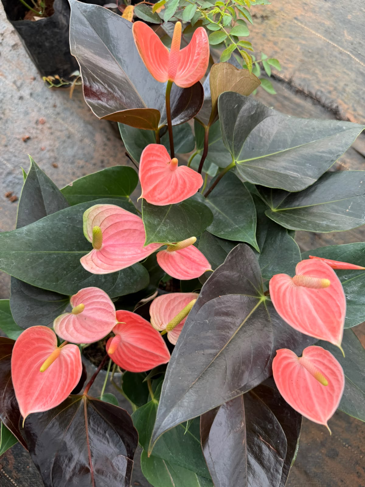 Anthurium Peach (Double Shoot)