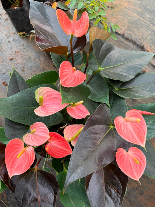 Anthurium Peach (Single Shoot)