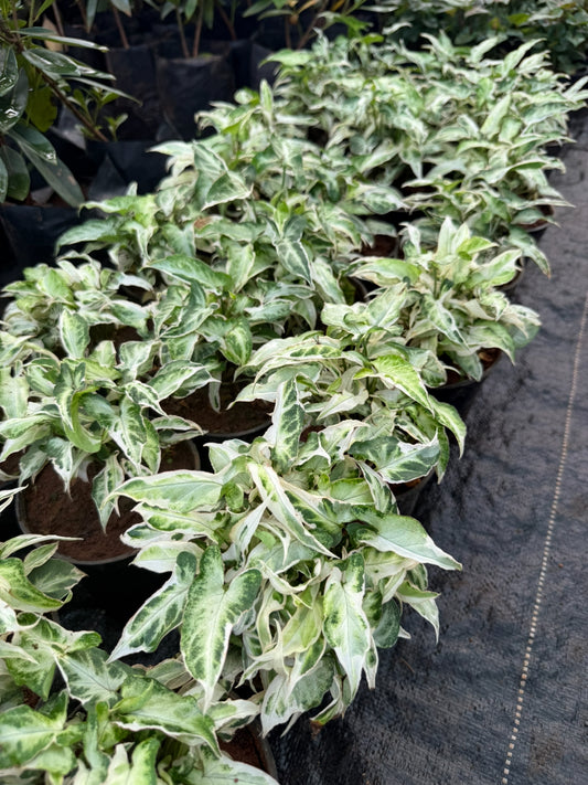 Syngonium Dwarf Variegated
